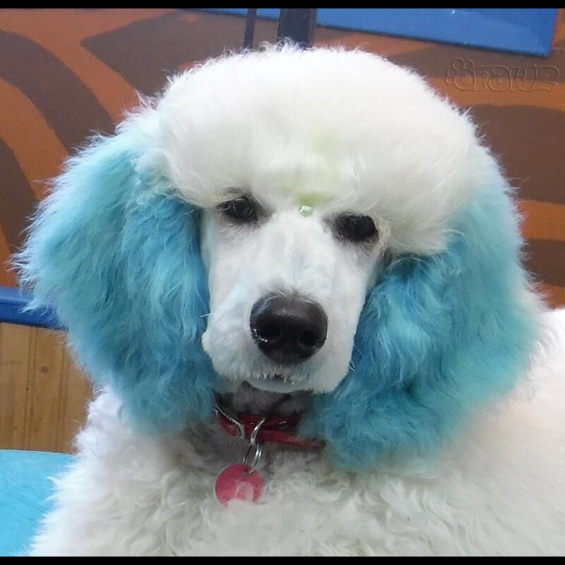 OPAWZ Glitter Powder Blue for Pets