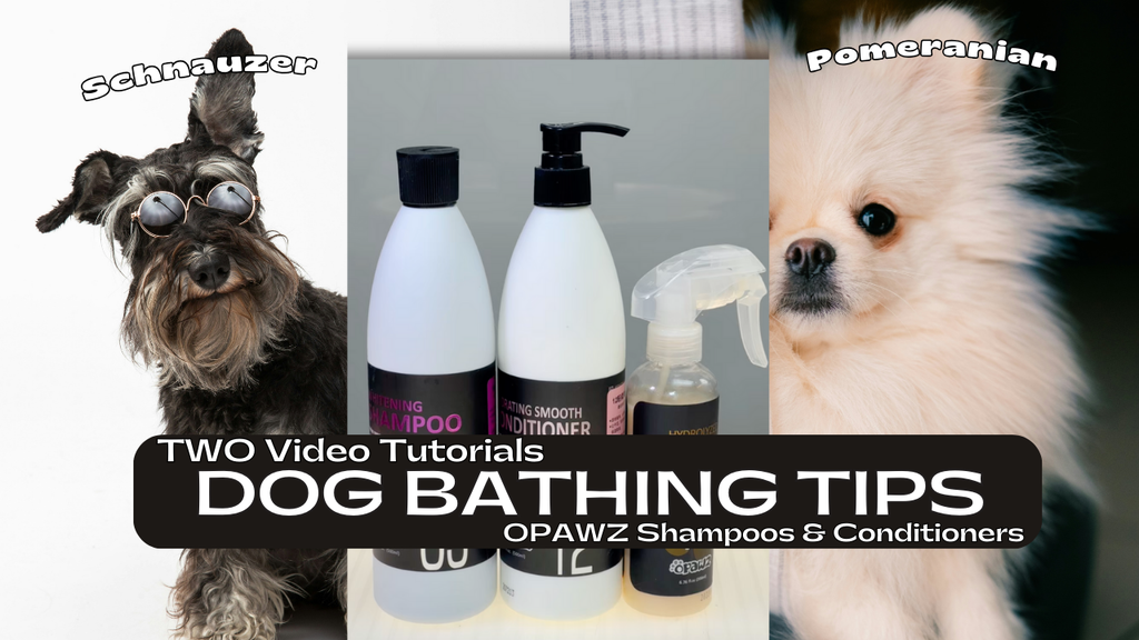 Dog Bathing Tips for Schnauzers & Pomeranians with OPAWZ Shampoos & Conditioners