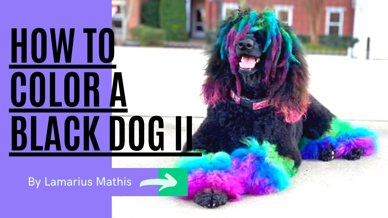 Dog hair dye sale for black dogs